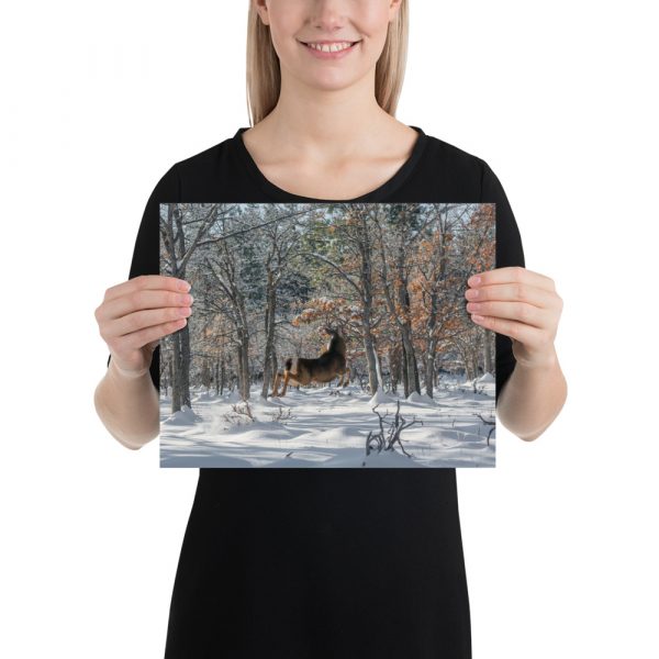 Deer in Snow - Premium Luster Photo Paper Poster (in) - Image 3