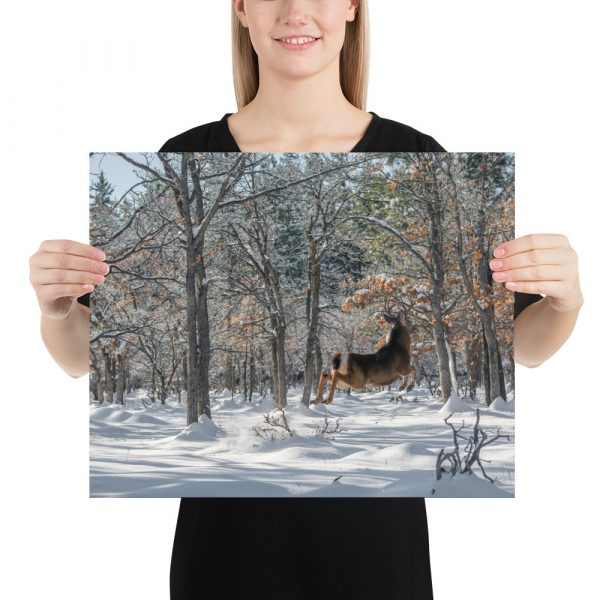 Deer in Snow - Premium Luster Photo Paper Poster (in) - Image 9