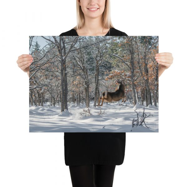 Deer in Snow - Premium Luster Photo Paper Poster (in)