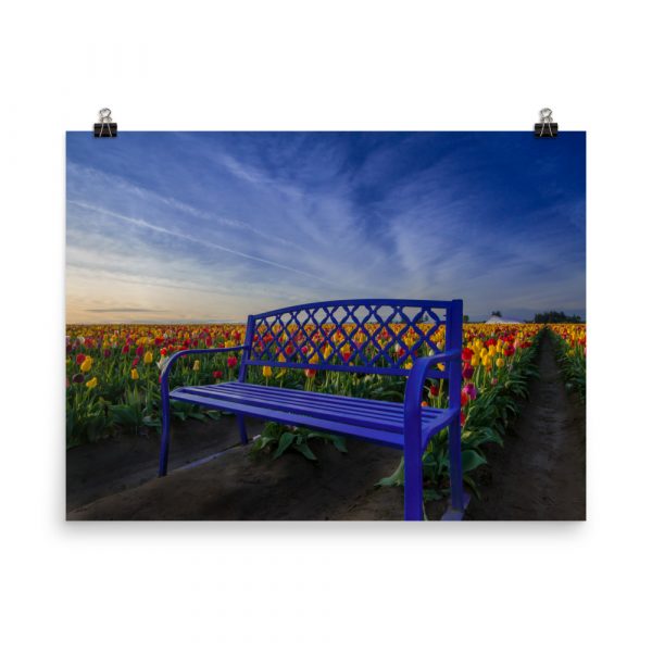 Bench among Tulips - Premium Luster Photo Paper Poster (in)