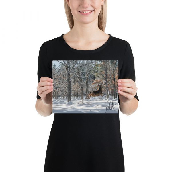 Deer in Snow - Premium Luster Photo Paper Poster (in) - Image 12