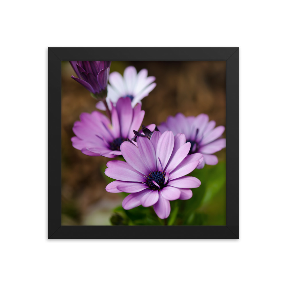 Osteospermum Flower - Premium Luster Photo Paper Framed Poster (in) - Image 2