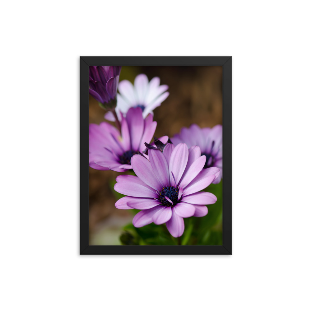 Osteospermum Flower - Premium Luster Photo Paper Framed Poster (in) - Image 5