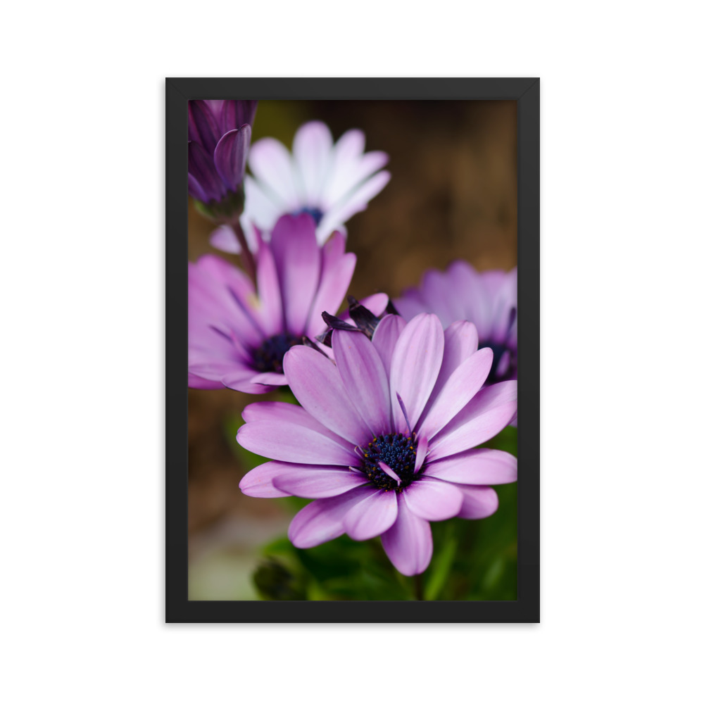 Osteospermum Flower - Premium Luster Photo Paper Framed Poster (in) - Image 6