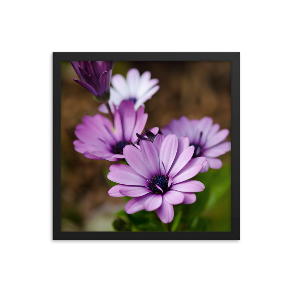 Osteospermum Flower - Premium Luster Photo Paper Framed Poster (in) - Image 8