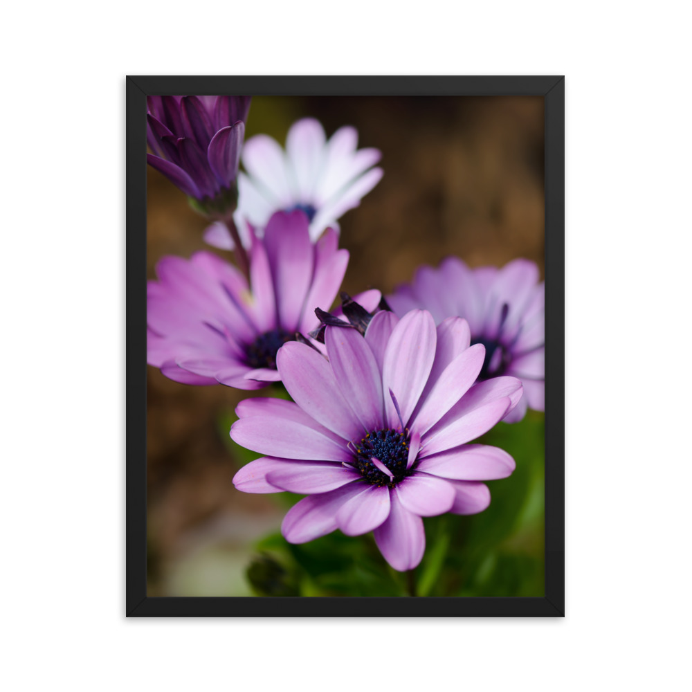 Osteospermum Flower - Premium Luster Photo Paper Framed Poster (in) - Image 9