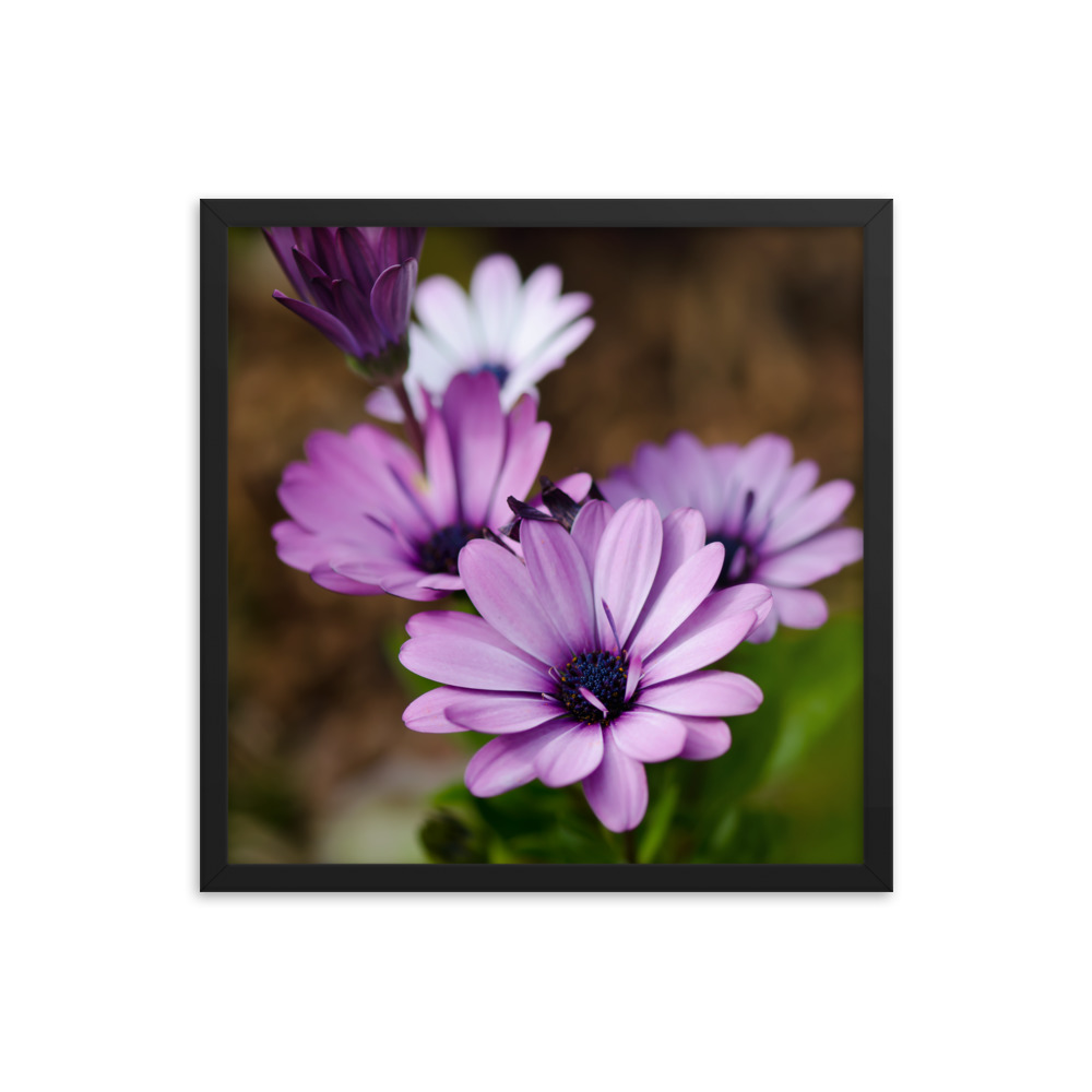 Osteospermum Flower - Premium Luster Photo Paper Framed Poster (in) - Image 10
