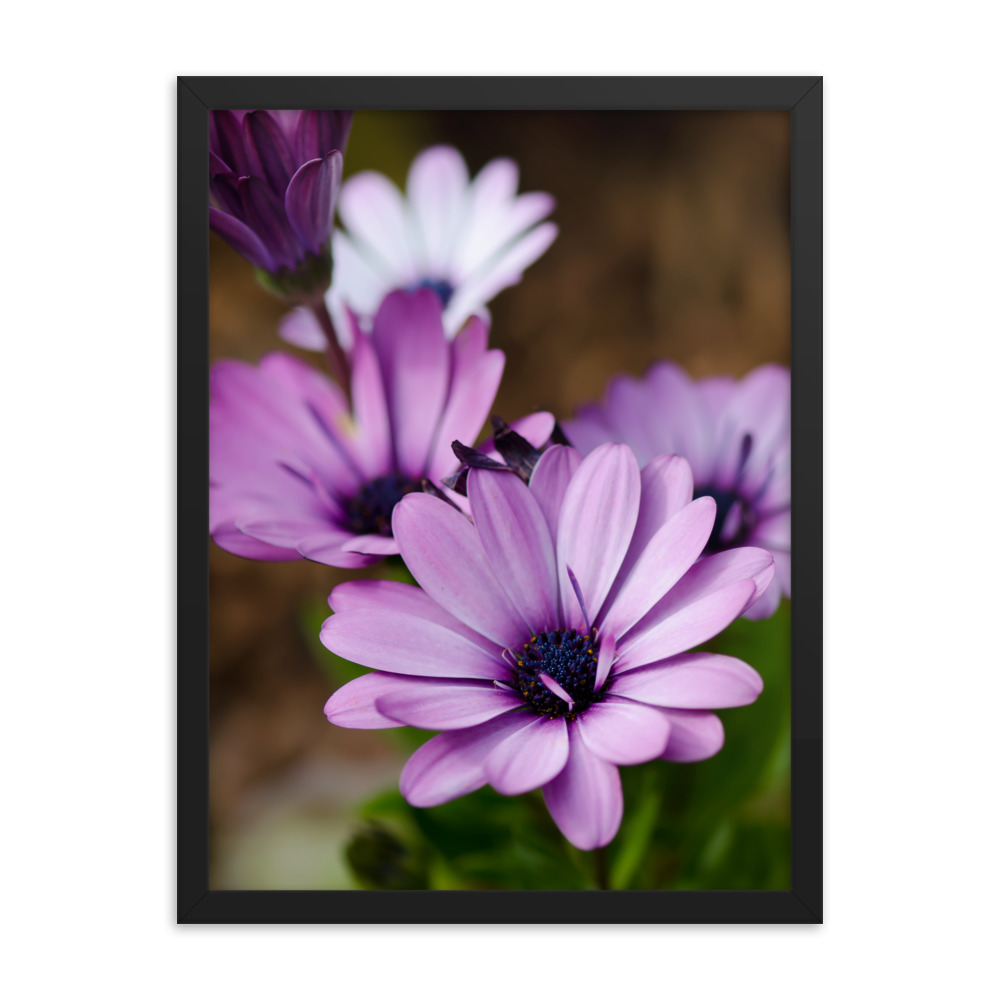 Osteospermum Flower - Premium Luster Photo Paper Framed Poster (in) - Image 11
