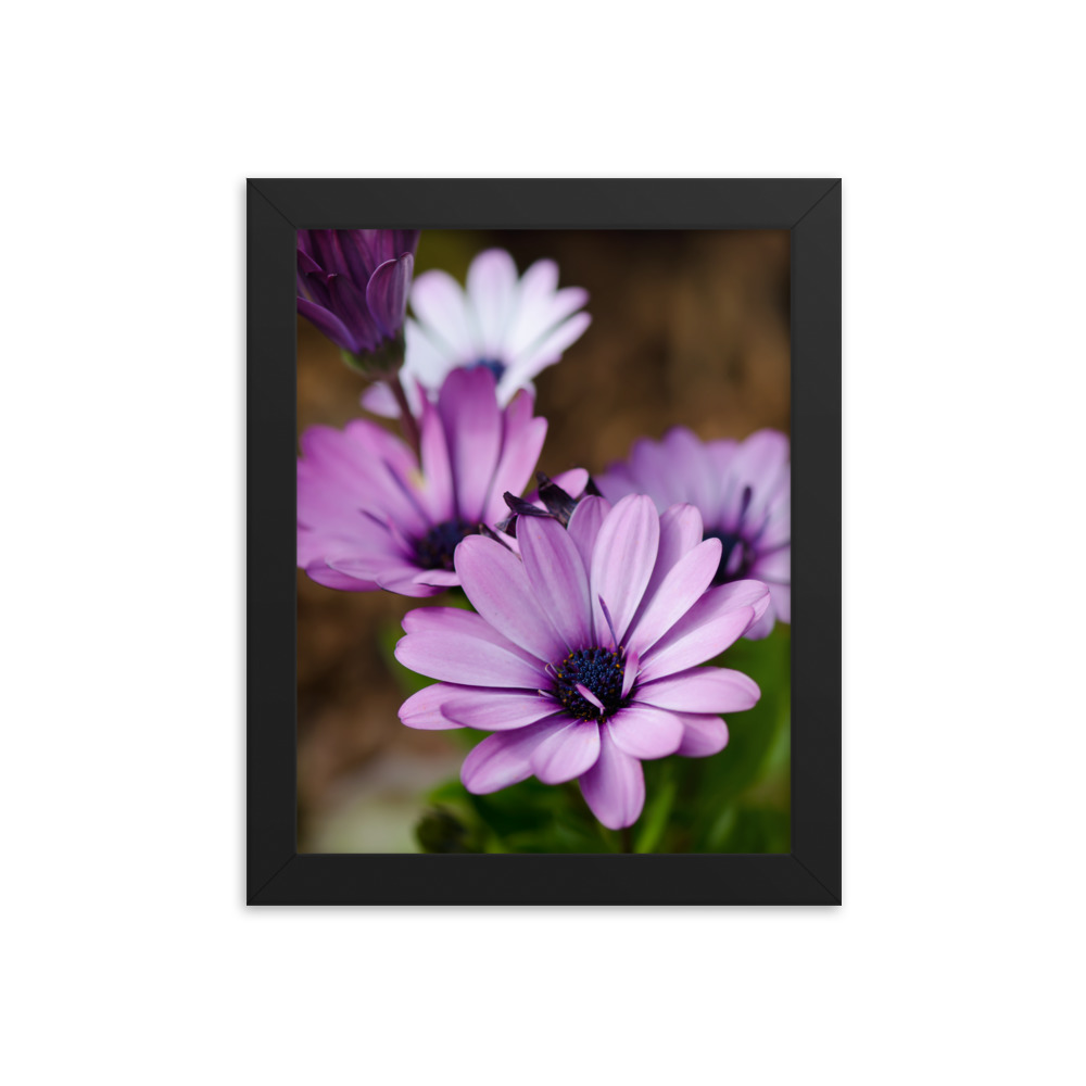 Osteospermum Flower - Premium Luster Photo Paper Framed Poster (in)