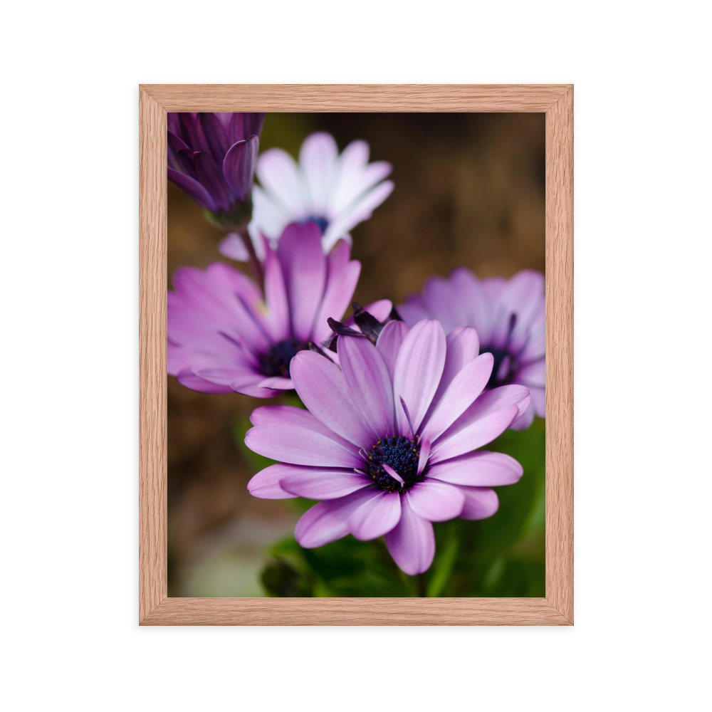 Osteospermum Flower - Premium Luster Photo Paper Framed Poster (in) - Image 16