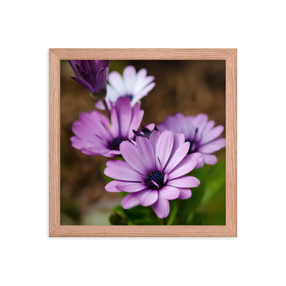 Osteospermum Flower - Premium Luster Photo Paper Framed Poster (in) - Image 15