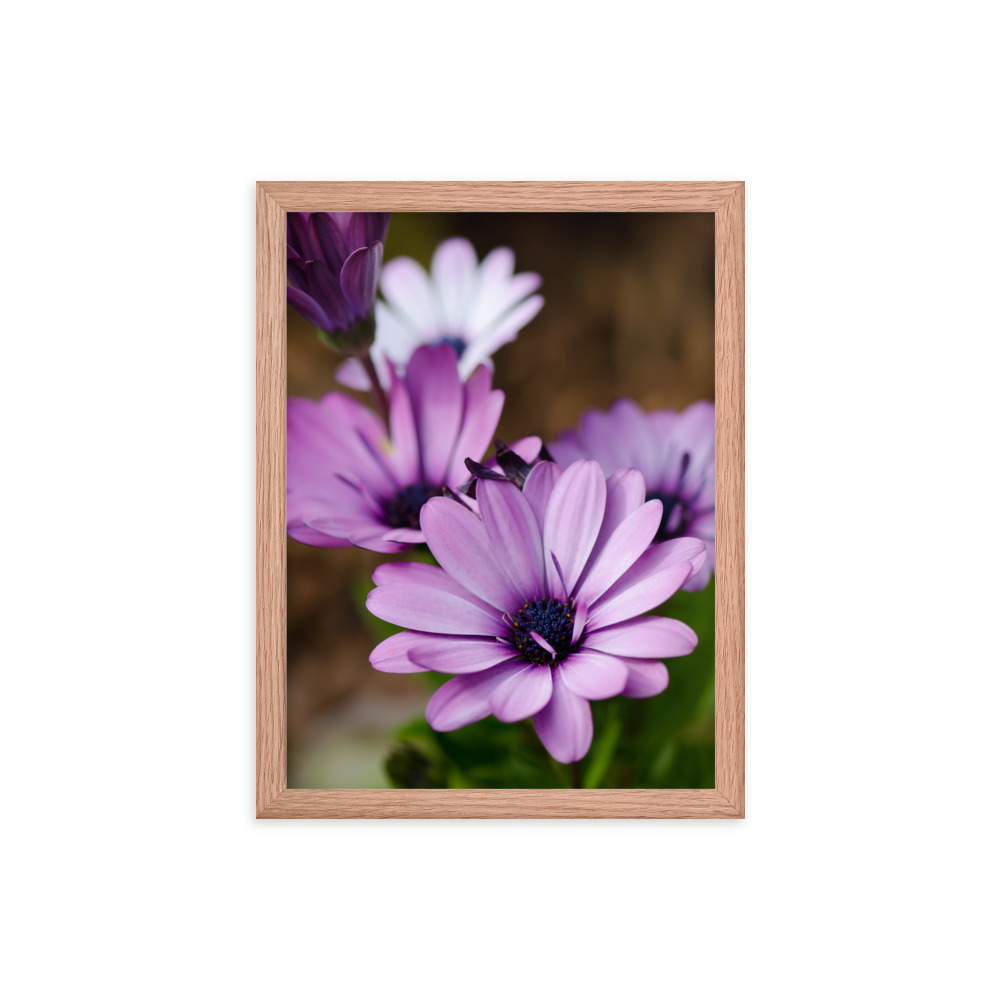 Osteospermum Flower - Premium Luster Photo Paper Framed Poster (in) - Image 17