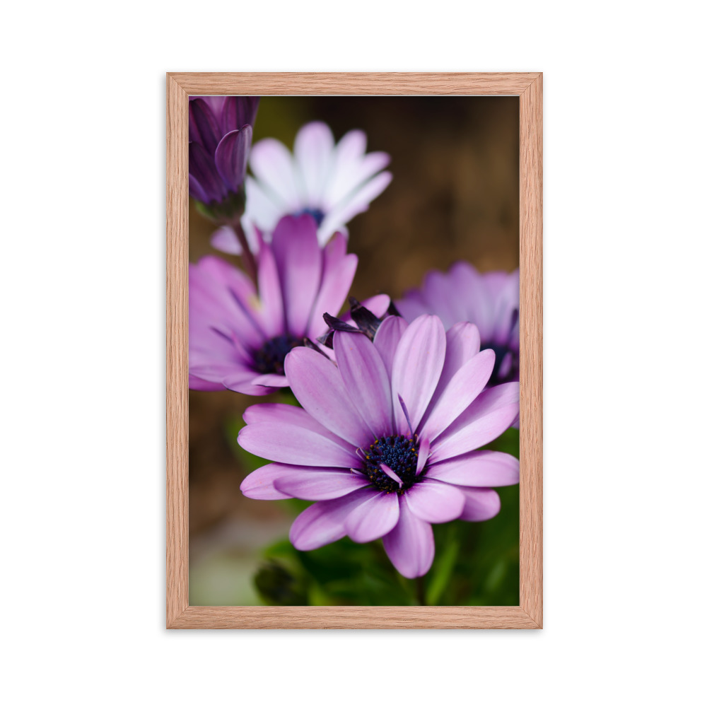 Osteospermum Flower - Premium Luster Photo Paper Framed Poster (in) - Image 18