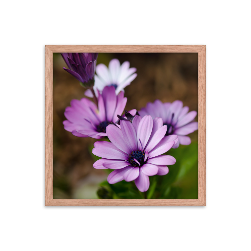 Osteospermum Flower - Premium Luster Photo Paper Framed Poster (in) - Image 20