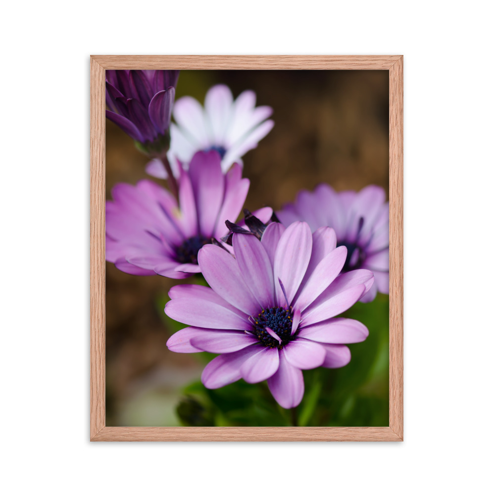 Osteospermum Flower - Premium Luster Photo Paper Framed Poster (in) - Image 21