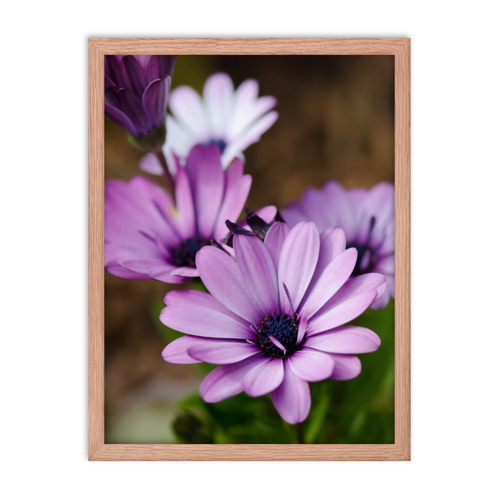 Osteospermum Flower - Premium Luster Photo Paper Framed Poster (in) - Image 23