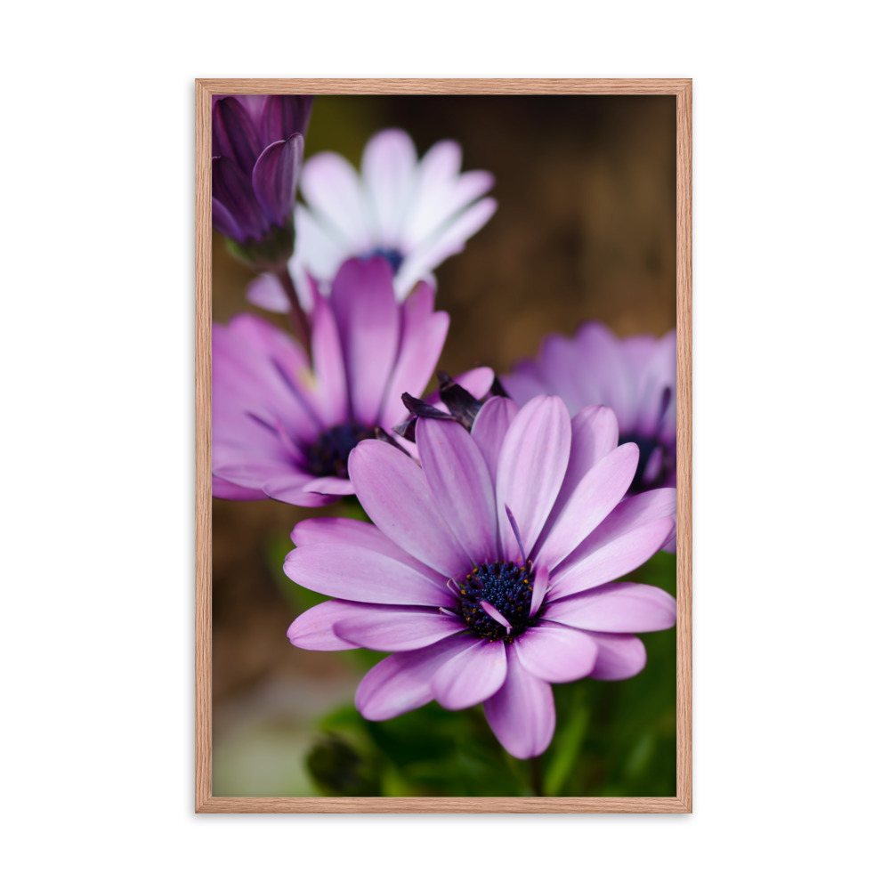 Osteospermum Flower - Premium Luster Photo Paper Framed Poster (in) - Image 24