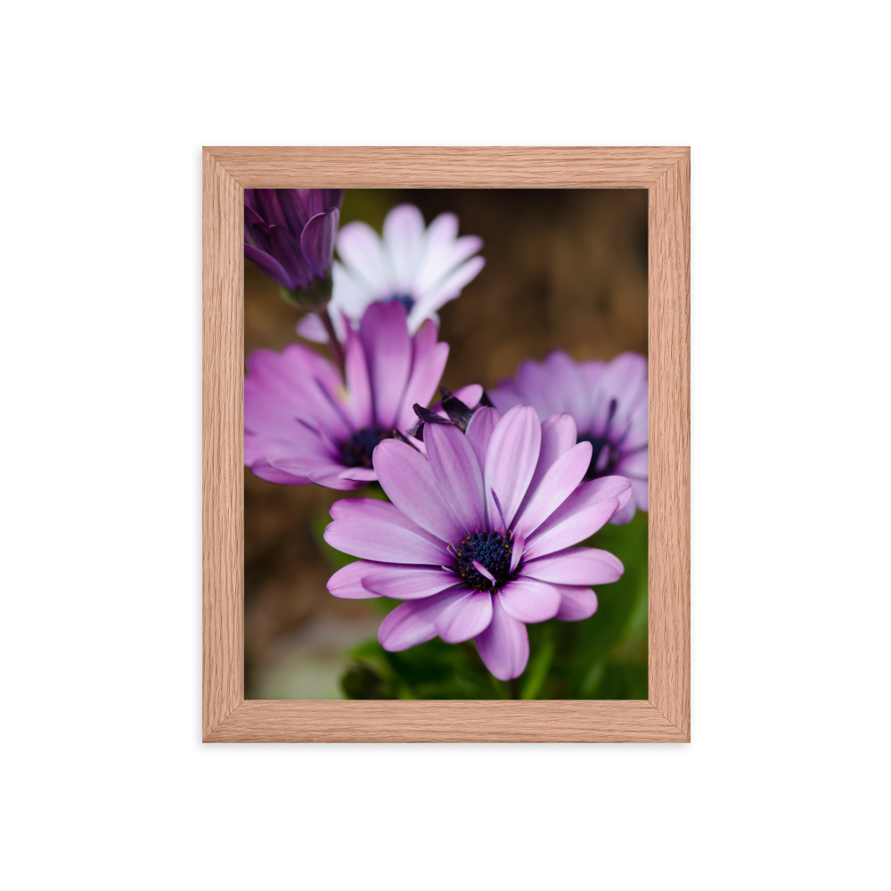Osteospermum Flower - Premium Luster Photo Paper Framed Poster (in) - Image 13