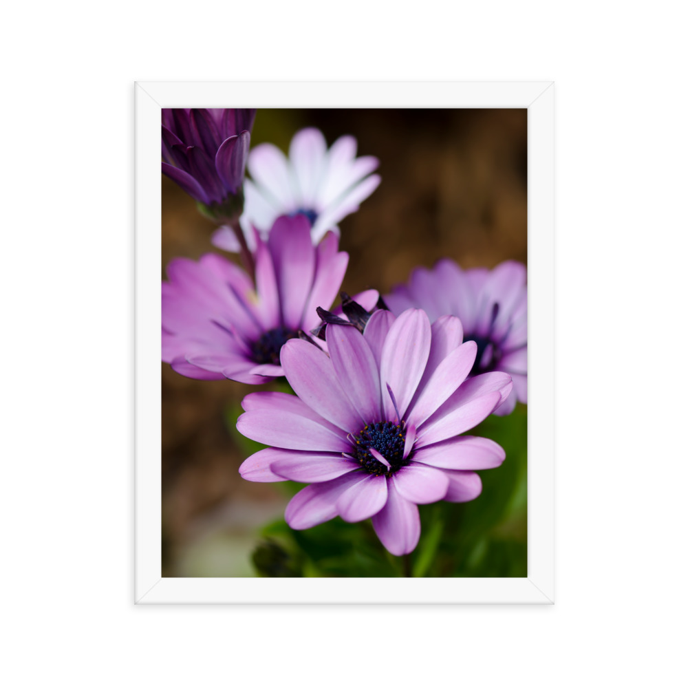 Osteospermum Flower - Premium Luster Photo Paper Framed Poster (in) - Image 28