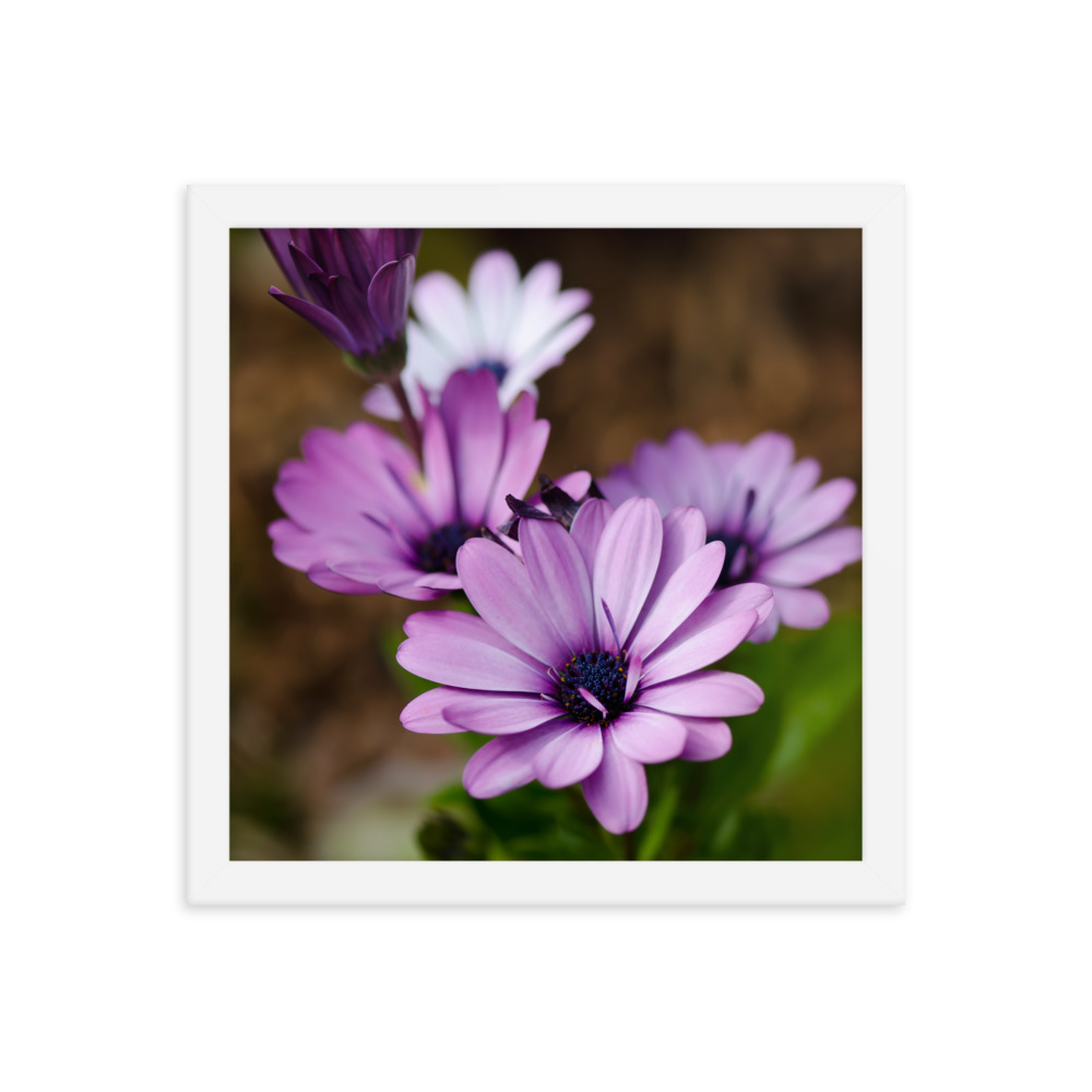 Osteospermum Flower - Premium Luster Photo Paper Framed Poster (in) - Image 27