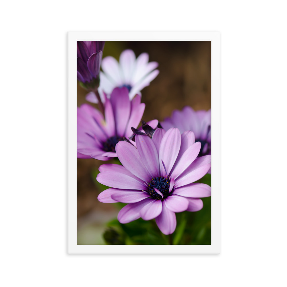 Osteospermum Flower - Premium Luster Photo Paper Framed Poster (in) - Image 30