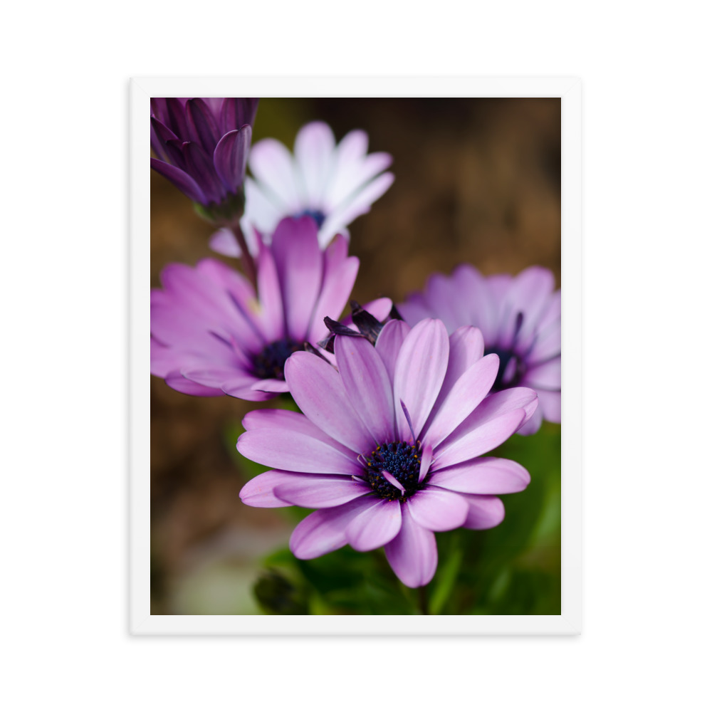 Osteospermum Flower - Premium Luster Photo Paper Framed Poster (in) - Image 33