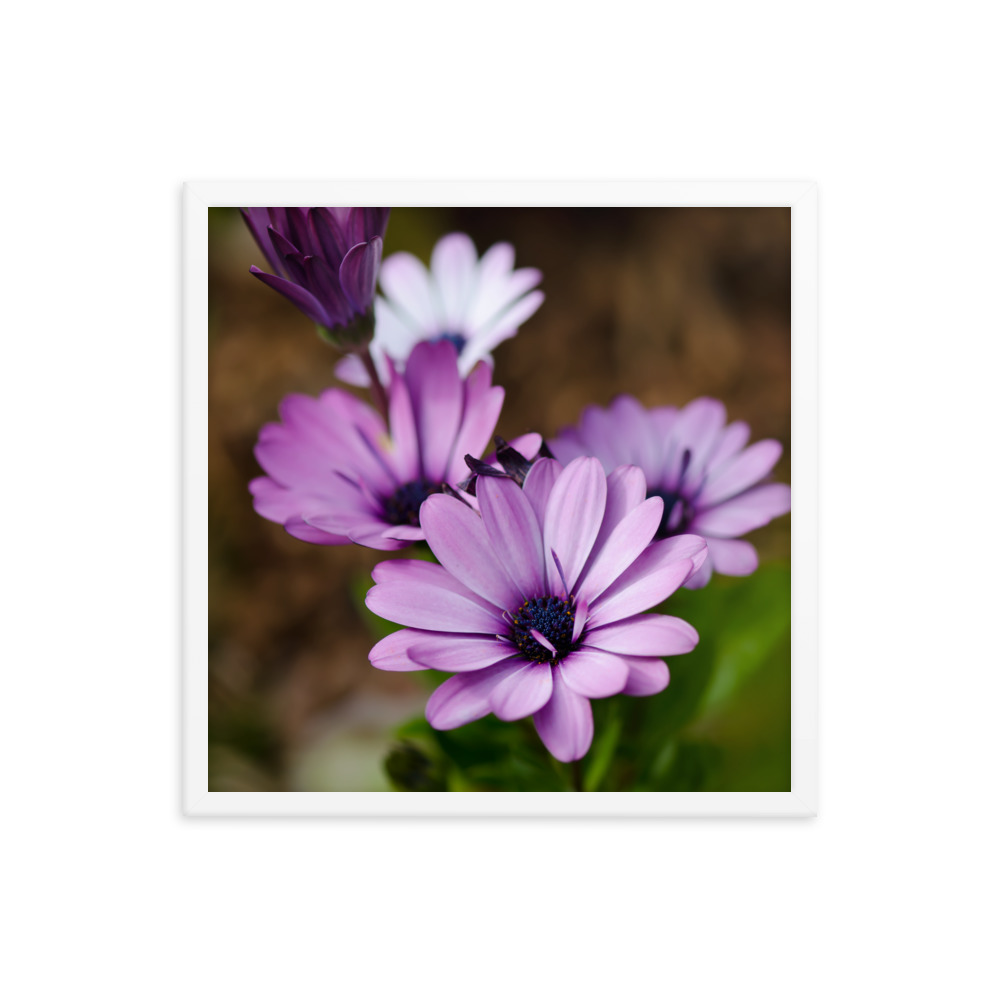 Osteospermum Flower - Premium Luster Photo Paper Framed Poster (in) - Image 34