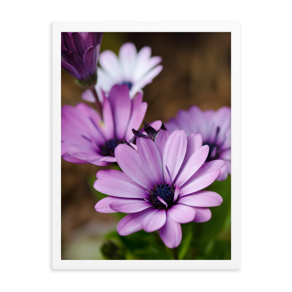 Osteospermum Flower - Premium Luster Photo Paper Framed Poster (in) - Image 35