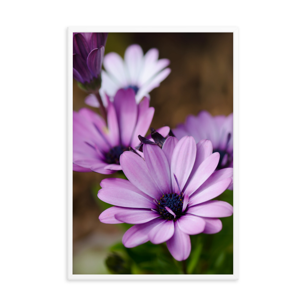 Osteospermum Flower - Premium Luster Photo Paper Framed Poster (in) - Image 36