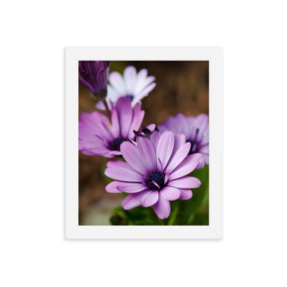 Osteospermum Flower - Premium Luster Photo Paper Framed Poster (in) - Image 25