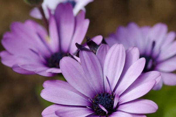 Osteospermum Flower Osteospermum Flower